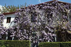 В Никитском ботаническом саду цветёт глициния.