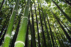 Заросли бамбуковой рощи в Никитском ботаническом саду.