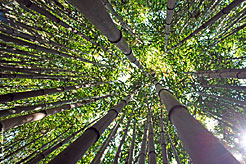 В тени бамбуковой рощи у Нижней колоннады Никитского сада.