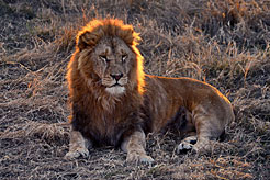 Почти африканское фото-сафари в парке львов "Тайган".