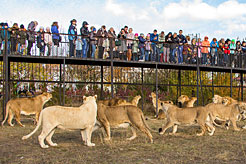 В парке львов "Тайган" львы свободно гуляют на большой территории.