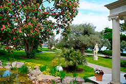 Греческий сад или оливковая роща в парке "Айвазовское"; Партенит, Крым.
