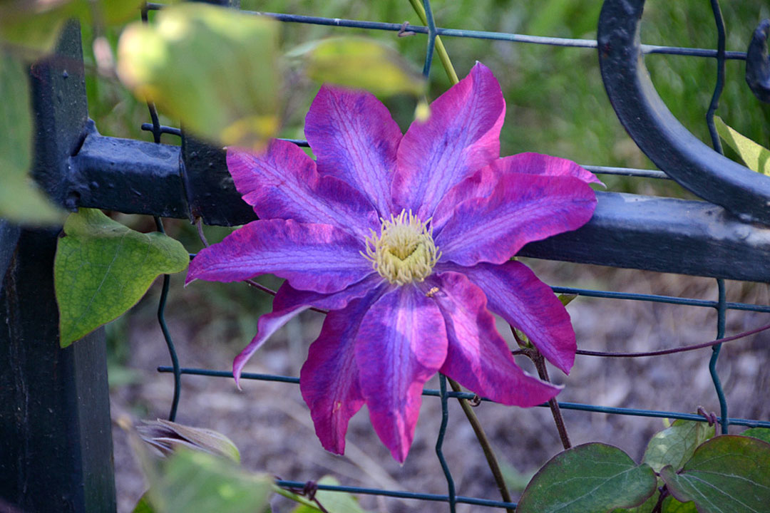 Цветущий на опоре-трельяже клематис в "Райском саду" Никитского ботанического сада.